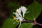 Amur honeysuckle